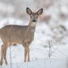 chevreuil sur neige DX5_5812