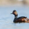 Grèbe à coup noir DX5_5852