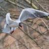 Mouette rieuse DX5_5951
