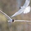 Mouette rieuse DX5_5954