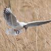 Mouette rieuse DX5_5986