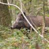 sanglier DX5_6295