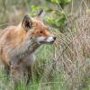 le regard du chasseur DX5_6426