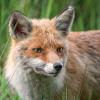 renard DX5_6443