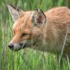 renard DX5_6446