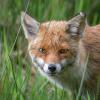 renard DX5_6450