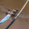 libellule déprimée DX5_6827