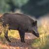sanglier DX5_6931