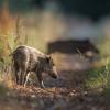 sanglier DX5_6940