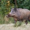 sanglier DX5_6956