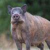 sanglier DX5_6958