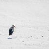 cigogne sur neige DX5_6992