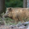 sanglier DX5_7072