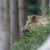 sanglier DX5_7078
