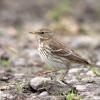 pipit spioncelle DX5_7177