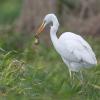 aigrette DX5_7246