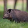 sanglier DX5_7247