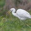aigrette DX5_7258