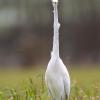 aigrette DX5_7310