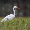 aigrette DX5_7312