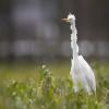 aigrette DX5_7373