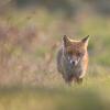 renard en balade DX5_7375