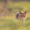 renard en balade DX5_7385-1-2