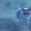 renard , variante style moonlight DX5_7385-1