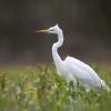 aigrette DX5_7390