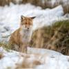 renard DX5_7478
