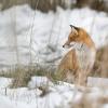 renard DX5_7485