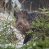 sanglier DX5_7486