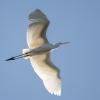 aigrette blanche DX5_7487