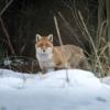 renard DX5_7488