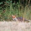 renard de l'année DX5_7493
