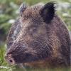 sanglier DX5_7498