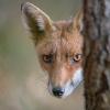renard DX5_7499