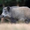 sanglier DX5_7508