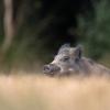 sanglier DX5_7529