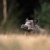 sanglier DX5_7531