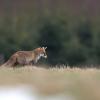 renard DX5_7560