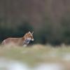 renard DX5_7572