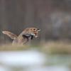 renard DX5_7573