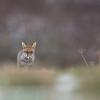 renard DX5_7576