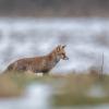 renard DX5_7581