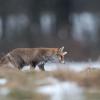 renard DX5_7591