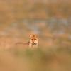 the fox DX5_7594