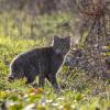chat forestier DX5_7633