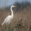 aigrette DX5_7654
