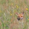 renard DX5_7731